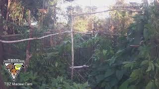 The Belize Zoo Live Cam