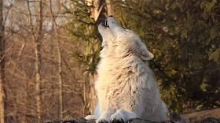 Fifty Wolves Howl at Sunset