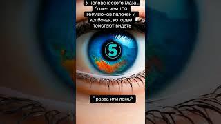 У человеческого глаза более чем 100 миллионов палочек и колбочек. Правда или ложь?