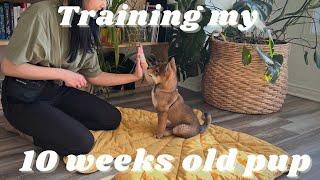 training my puppy SHIBA INU | what our day looks like : routines & tricks