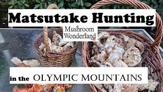 Matsutake Hunting in the Olympic Mountains- Amazing Patch!