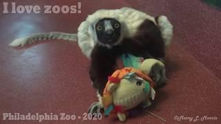 Philadelphia Zoo  Sifaka Playing with His Doll