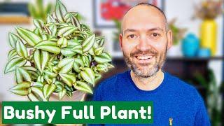 How To Grow A Bushy Tradescantia Like Mine!