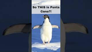 Unbelievable!.. Penguin visits Punta Cana for first time!