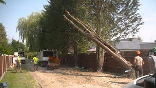 Felling Conifers and grinding the stumps with Reece from Essex Tree Care.