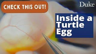 Peek Into Turtle Eggs | Check This Out!