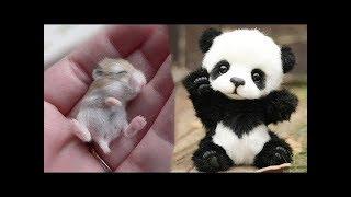 Funny and Cute Animals Doing Funny Things 2019