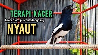 kacer gacor NGEPLONG TARUNG ini paling AMPUH buat PANCINGAN KACER agar EMOSI NYAUT