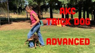 AKC Trick Dog - Advance