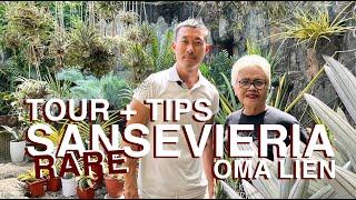 Indonesia rare sansevieria tour with care tips by expert @oma_lien_sansevieria (part 2)