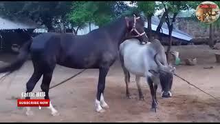 Horse Mating with Cow 2019