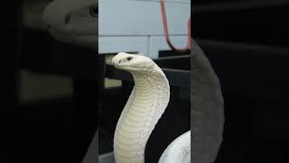 remembering Lilith the all white king cobra