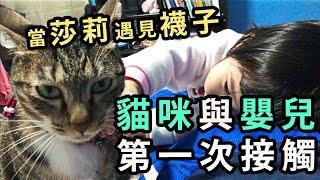 貓咪與嬰兒的第一次接觸＋當莎莉遇見襪子【比比BeBe】