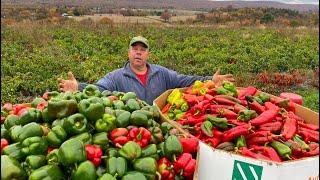 A VEGETABLE FARMERS AMAZING 2024 FROM PLANTING TO HARVEST