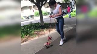 Chica espectacular paseando un perro enano y uno gigante