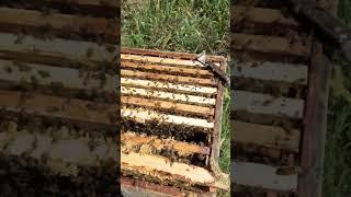 7 августа начинаем откачивать мёд #пчеловодство #пчелы #краснодарскийкрай #bees  #хобби #пчеловод