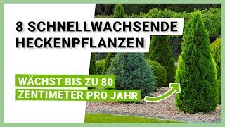 8 schnellwachsende Heckenpflanzen, die sich als Sichtschutz eignen