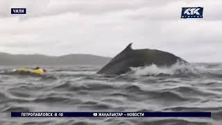 Горбатый кит проглотил человека вместе с байдаркой