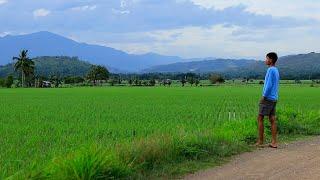 What it feels like to live in the countryside during pandemic? - Cooking my version of Sinigang