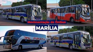 MOVIMENTAÇÃO de ÔNIBUS em MARÍLIA/SP - Veja a frota da cidade + Expresso de Prata