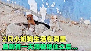 2隻流浪小奶狗生活在牆洞裡，大姐每天送食物，突然某一天洞口被人封住之後......