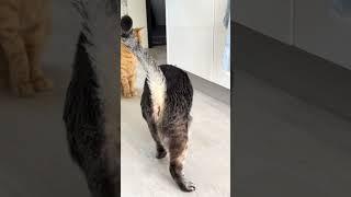 It's so scary inside #cats #cat #turtle