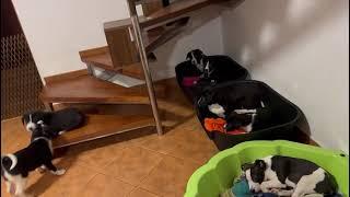 Funny puppies  - part 2  :) 2025 02 27 at 16 57 49 1