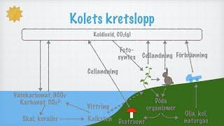 Kolets kretslopp