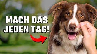 10 Geheimnisse, die das Leben deines Hundes VERÄNDERN! (#8 wird dich überraschen)