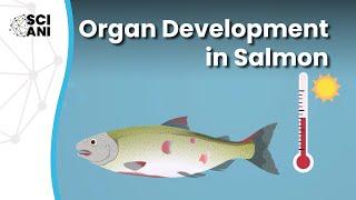 Do conditions during early organ development impact adult salmon?