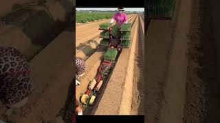 The Process Of Planting Plants In The Field With A Machine