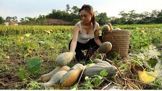 Harvesting pumpkins to sell at the market - My sister comes to play and cook | Ngân Daily Life