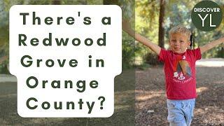 Hike through a Redwood Grove in Carbon Canyon Regional Park