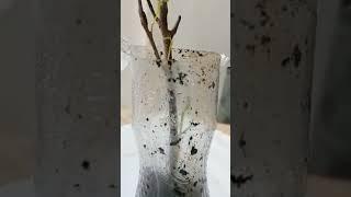 How to picus propagate/️Art  of bonsai/bonsai/#SHORT