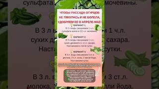 3 СПОСОБА для рассады ОГУРЦОВ в АПРЕЛЕ-МАЕ от болезней и вытягивания #подкормкарассады #удобрения