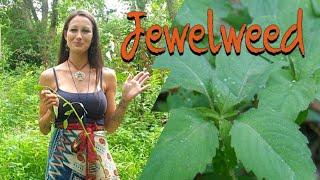 JEWELWEED USES, BENEFITS,HARVESTING #nativeamericanmedicine ##plantmedicines