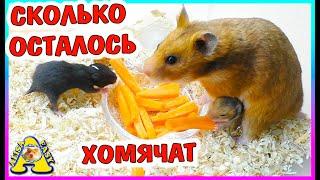 Сколько ОСТАЛОСЬ ХОМЯЧАТ /  14 дней сирийские хомячата / Alisa Easy Pets