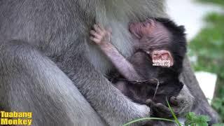 Tiny baby with dry semen still attached to #babymonkey's stomach