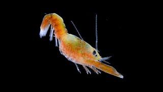 Production of ‘Cocktail’ Lobsters H americanus through Sea Ranching in Long Island Sound