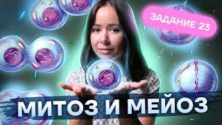 Митоз и мейоз КРАТКО И ПОНЯТНО | Биология ЕГЭ 2023 | Умскул