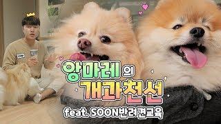 앙마레의 개과천선이야기(feat.SOON반려견교육기관)