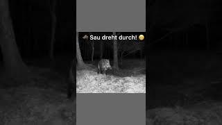  Unglaublich! Wildschwein springt Pirouette vor der Kamera #outdoor  #jagen #hunting #wildboar