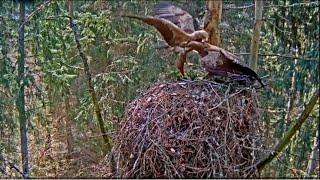 A small battle of females of the great spotted eagle for a nest/Здесь тоже гнездо делят только дамы