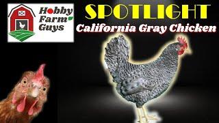 HFG Farm Animal Spotlight: California Gray Chicken