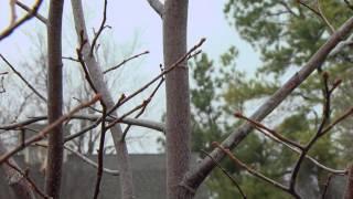 Pruning Young Trees