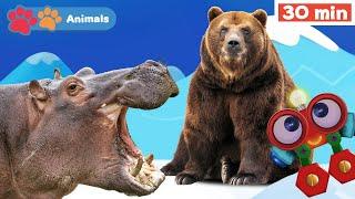 Toddlers Learn Animals with Robi | Educational Early Learning Videos | Animals Names & Sounds