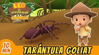 La Tarántula Goliat Gigante | ¡Ayuda A Traer La Tarántula Gigante A Casa! | Leo El Explorador