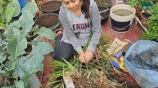 গ্রো ব্যাগের মধ্যে আদা চাষ। Organic Ginger Harvesting।। Greeny Pots।।