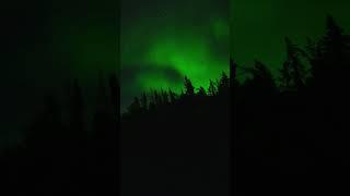 Aurora Borealis Northern Lights and Forest #aurora #auroraborealis