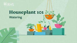 How often should I water my houseplants? | Houseplant 101 | The RHS